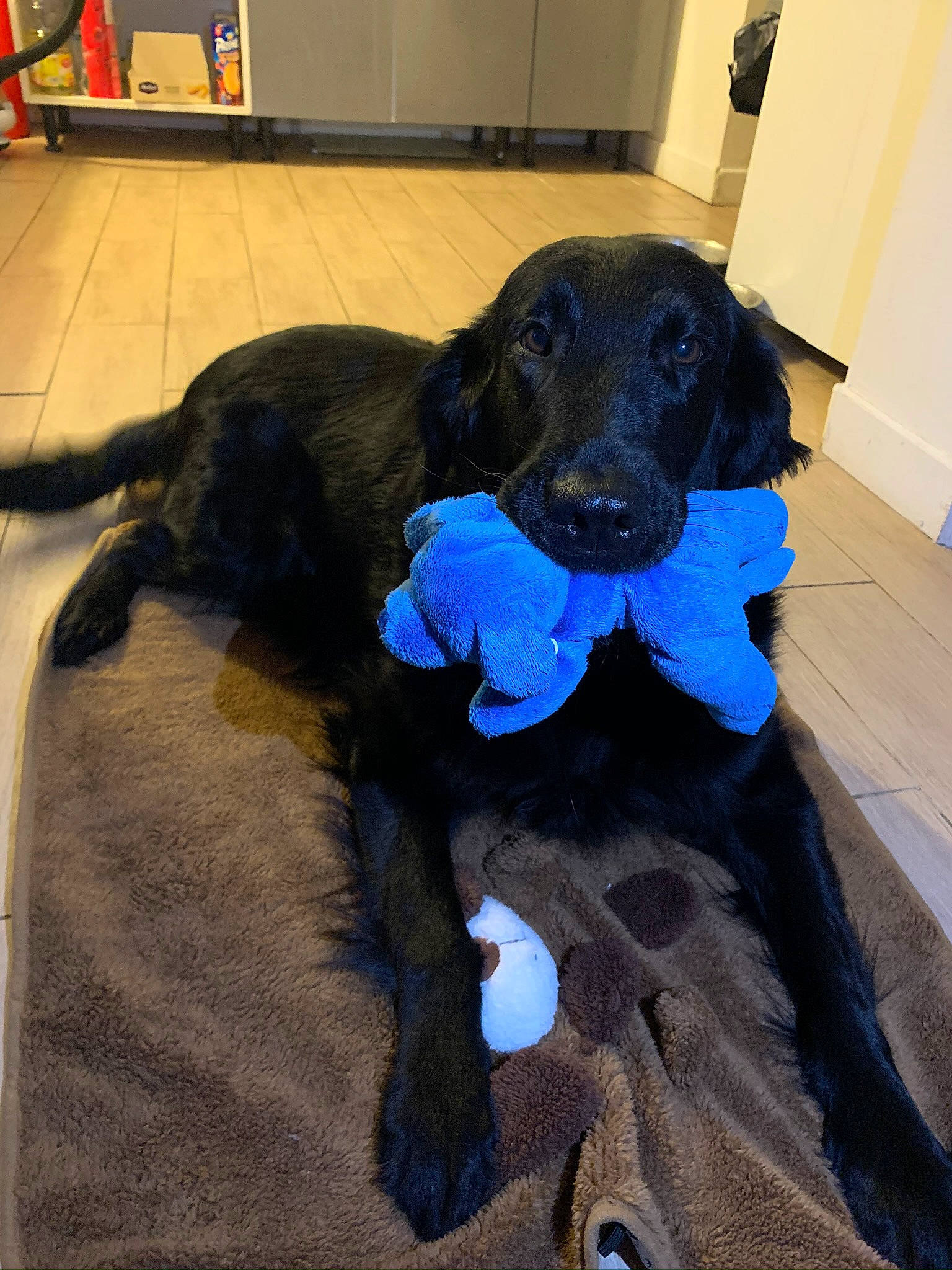 Java a rejoint le concours — aidez-le/la à gagner de superbes lots ! beagador, borador, canidae, carnivore, companion_dog, dog, dog_breed, flat_coated_retriever, german_spaniel, retriever, snout, sporting_group