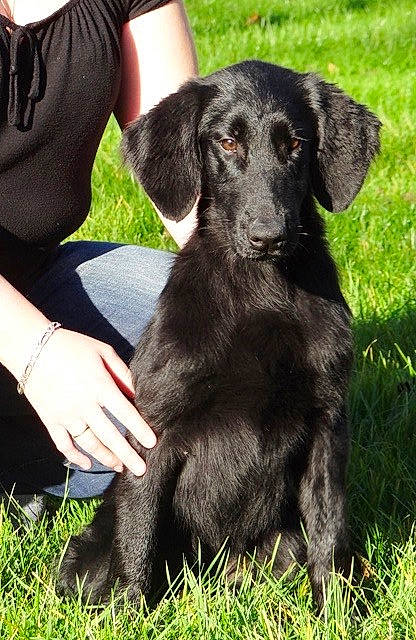 Java a rejoint le concours — aidez-le/la à gagner de superbes lots ! borador, canidae, carnivore, companion_dog, dog, dog_breed, flat_coated_retriever, hunting_dog, labrador_retriever, mammal, rare_breed_dog, retriever, spaniel, sporting_group, vertebrate