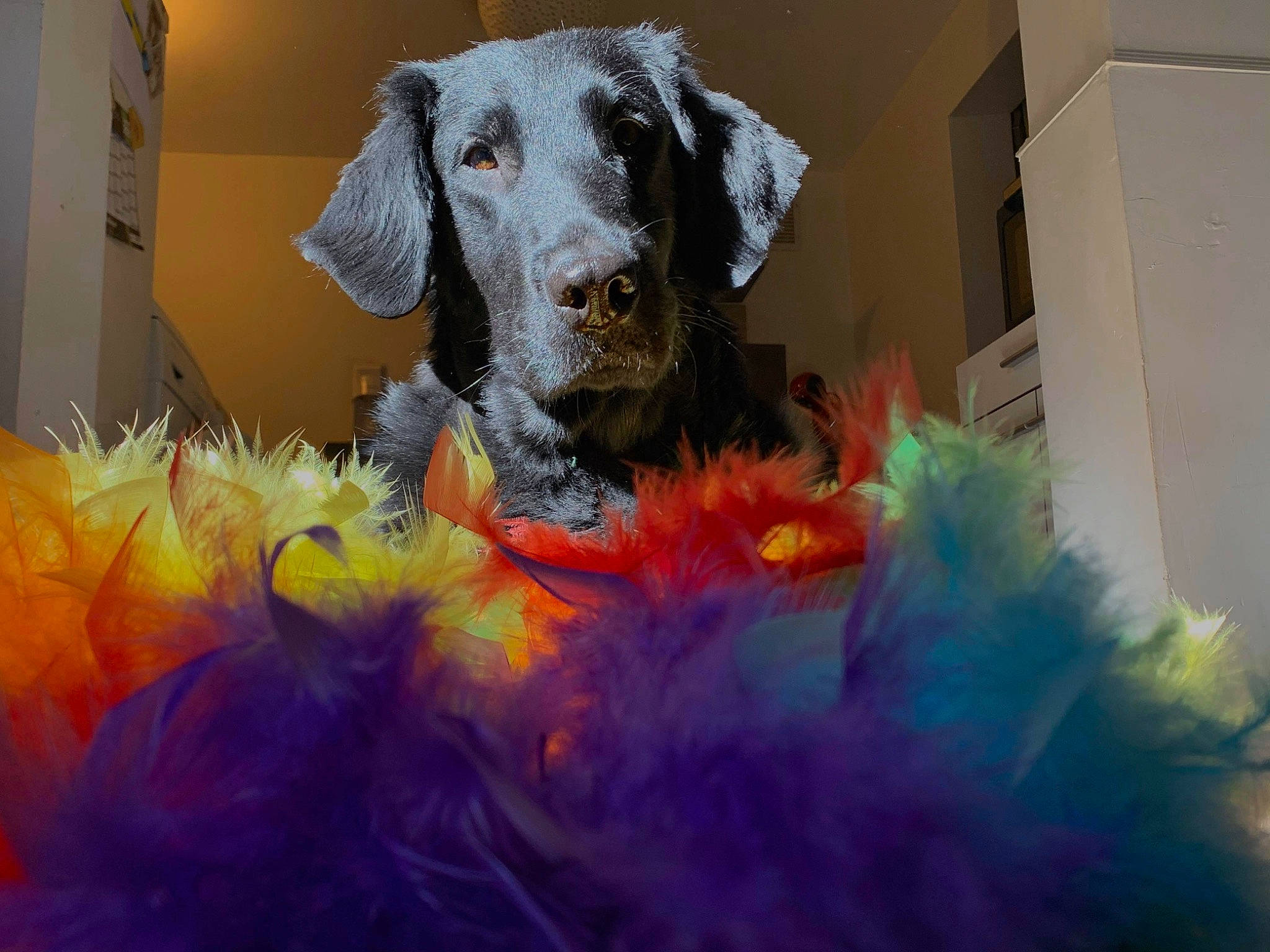 Java participe au concours pour gagner de l'argent avec cette photo : canidae, carnivore, dog, dog_breed, fur, mammal, pointer, snout, sporting_group, vertebrate, weimaraner