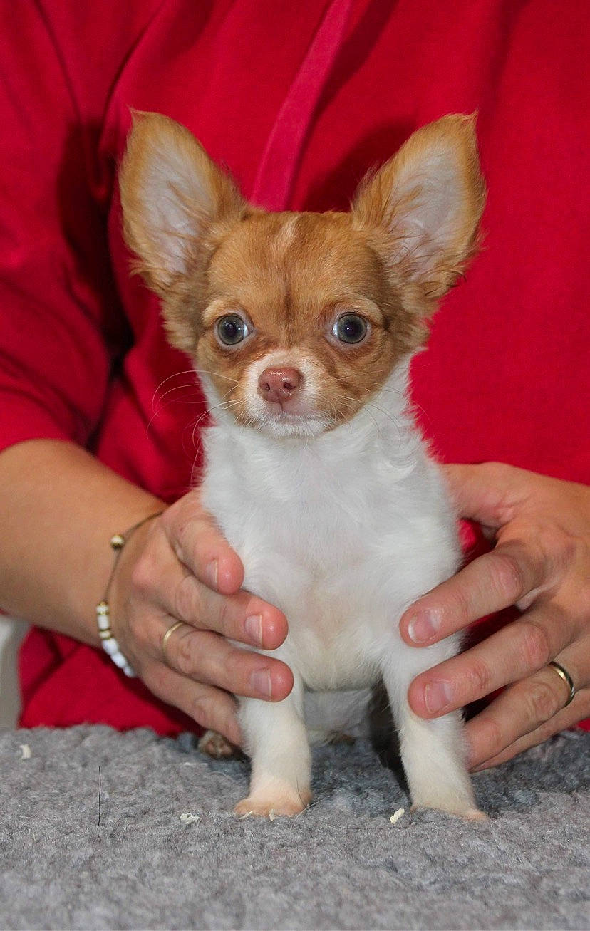 Juana participe au concours pour gagner de l'argent avec cette photo : canidae, carnivore, chihuahua, companion_dog, corgi_chihuahua, dog, dog_breed, dog_supply, ear, fawn, fur, hand, paw, sitting, snout, sporting_group, terrestrial_animal, toy_dog, whiskers, working_animal