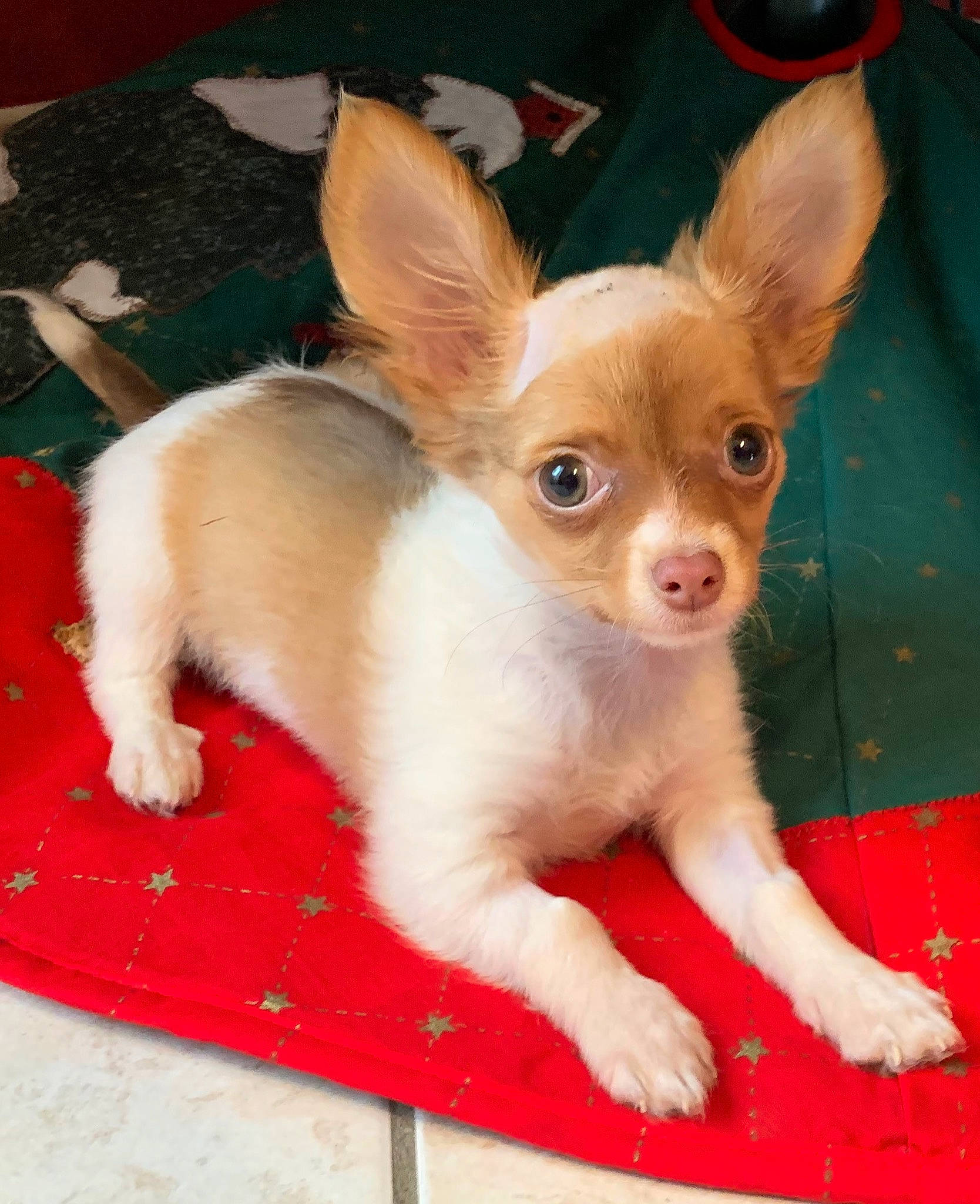 Juana participe au concours pour gagner de l'argent avec cette photo : canidae, carnivore, chihuahua, companion_dog, corgi_chihuahua, dog, dog_breed, ear, fawn, fur, non_sporting_group, paw, russkiy_toy, snout, tail, terrestrial_animal, toy_dog, whiskers, working_animal