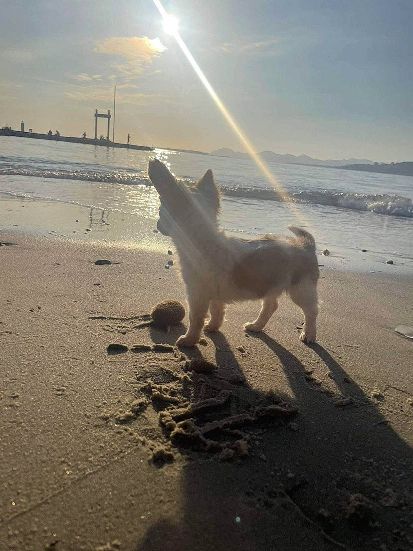 Juana a rejoint le concours — aidez-le/la à gagner de superbes lots ! atmosphere, beach, calm, carnivore, cloud, coast, dog, fluid, gesture, horizon, landscape, liquid, mammal, sand, shore, sky, sunlight, vertebrate, water, wind_wave