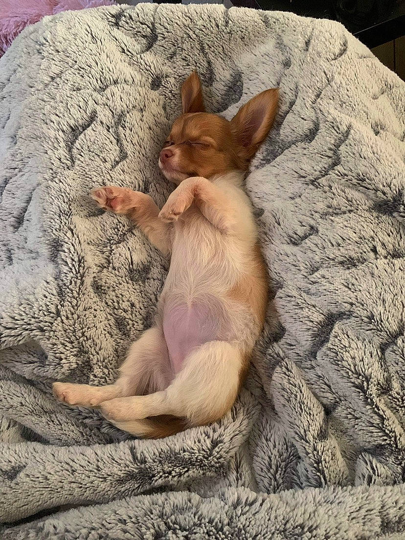 Juana participe au concours pour gagner de l'argent avec cette photo : art, canidae, carnivore, comfort, dog_breed, fawn, felidae, foot, fur, paw, sand, sitting, small_to_medium_sized_cats, snout, tail, terrestrial_animal, trunk, whiskers, wildlife, wood