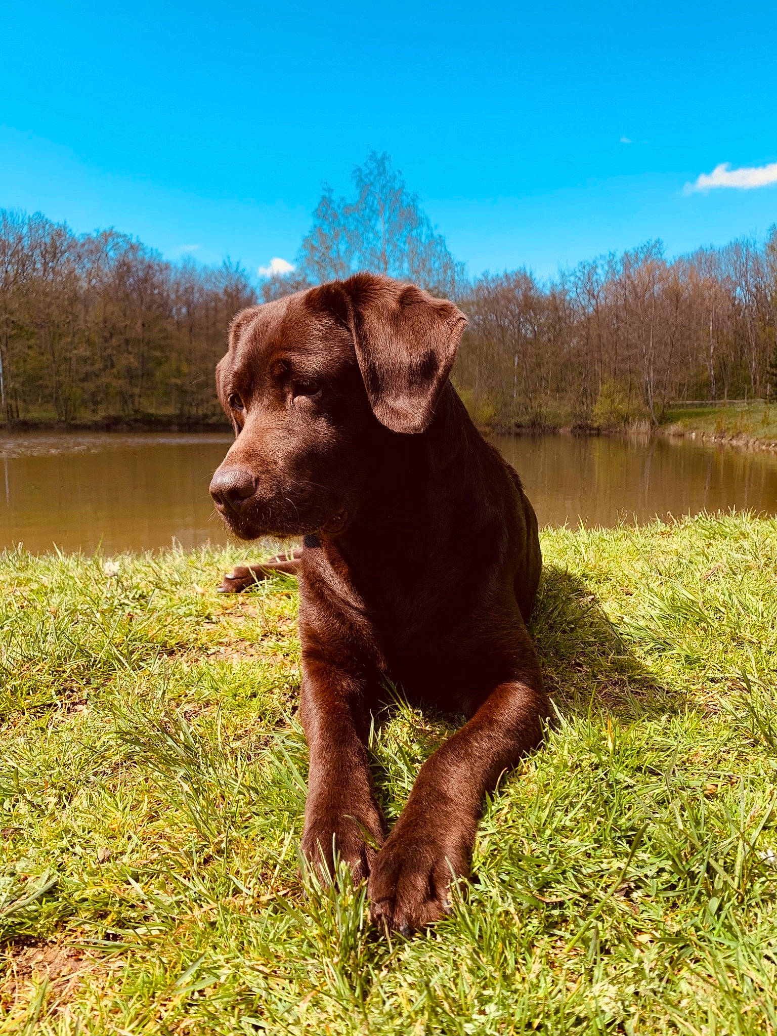 Lili a rejoint le concours — aidez-le/la à gagner de superbes lots ! carnivore, cloud, companion_dog, dog, dog_breed, fawn, field, grass, grassland, landscape, liver, meadow, natural_landscape, plant, prairie, sky, tail, terrestrial_animal, tree, working_animal