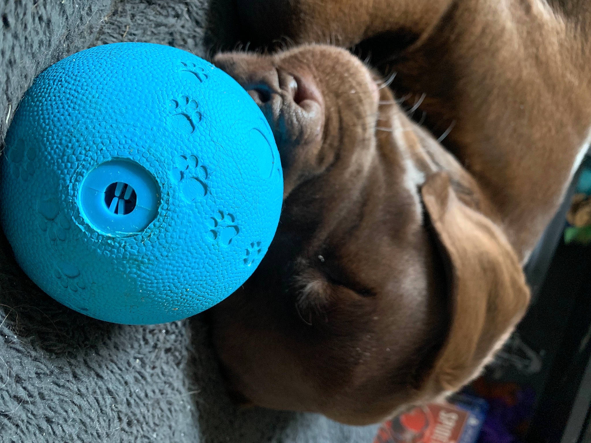 Lili a rejoint le concours — aidez-le/la à gagner de superbes lots ! baseball_cap, cap, electric_blue, fashion_accessory, hat, headgear, liver, organism, personal_protective_equipment, photography, plush, recreation, snout, stuffed_toy, sun_hat, terrestrial_animal, toy, tree, working_animal