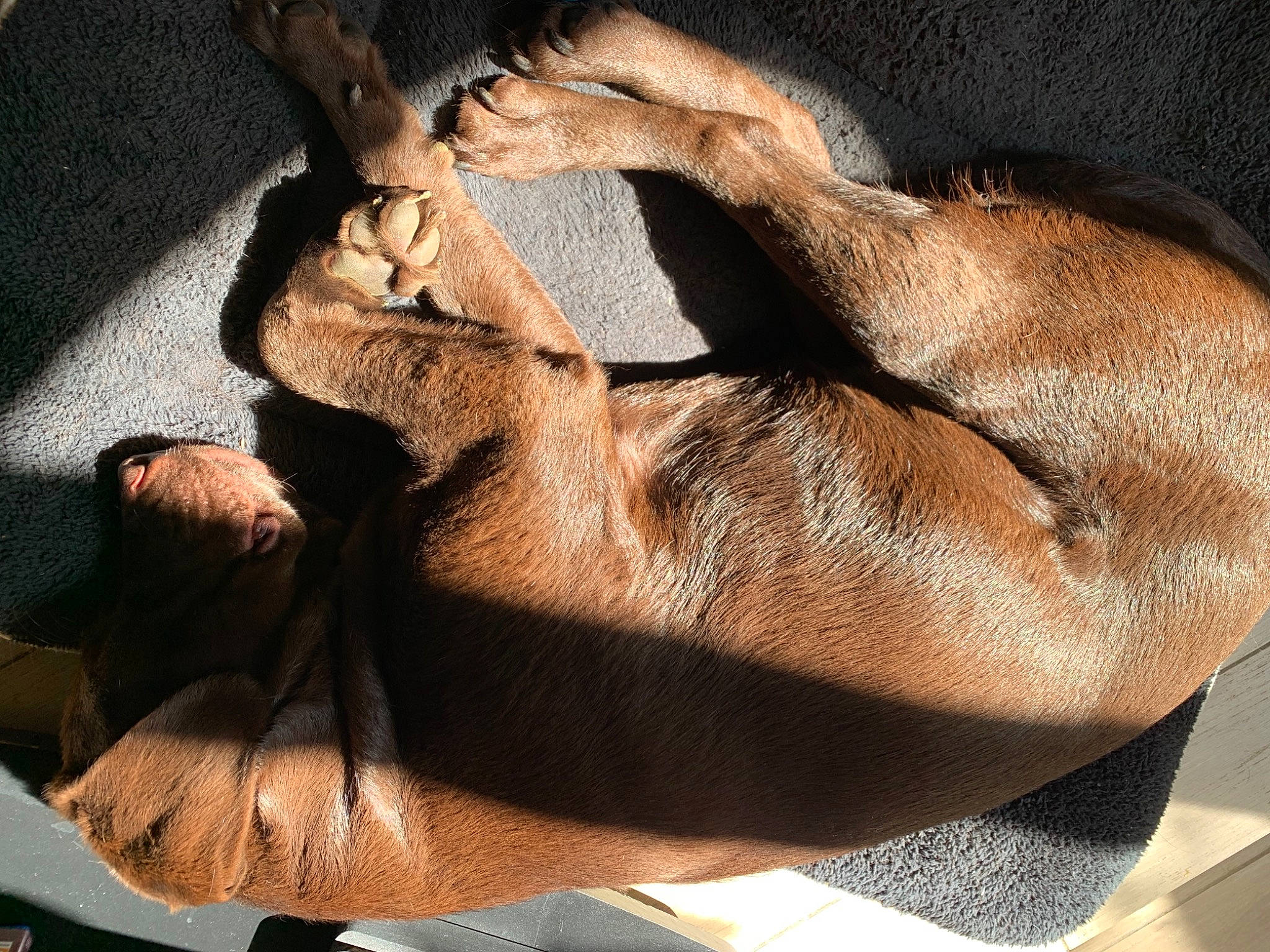 Lili a rejoint le concours — aidez-le/la à gagner de superbes lots ! arm, comfort, dress, elbow, eye, eyelash, fawn, gesture, hair, head, human_body, jaw, knee, leg, liver, nail, neck, thigh, wood, wrist