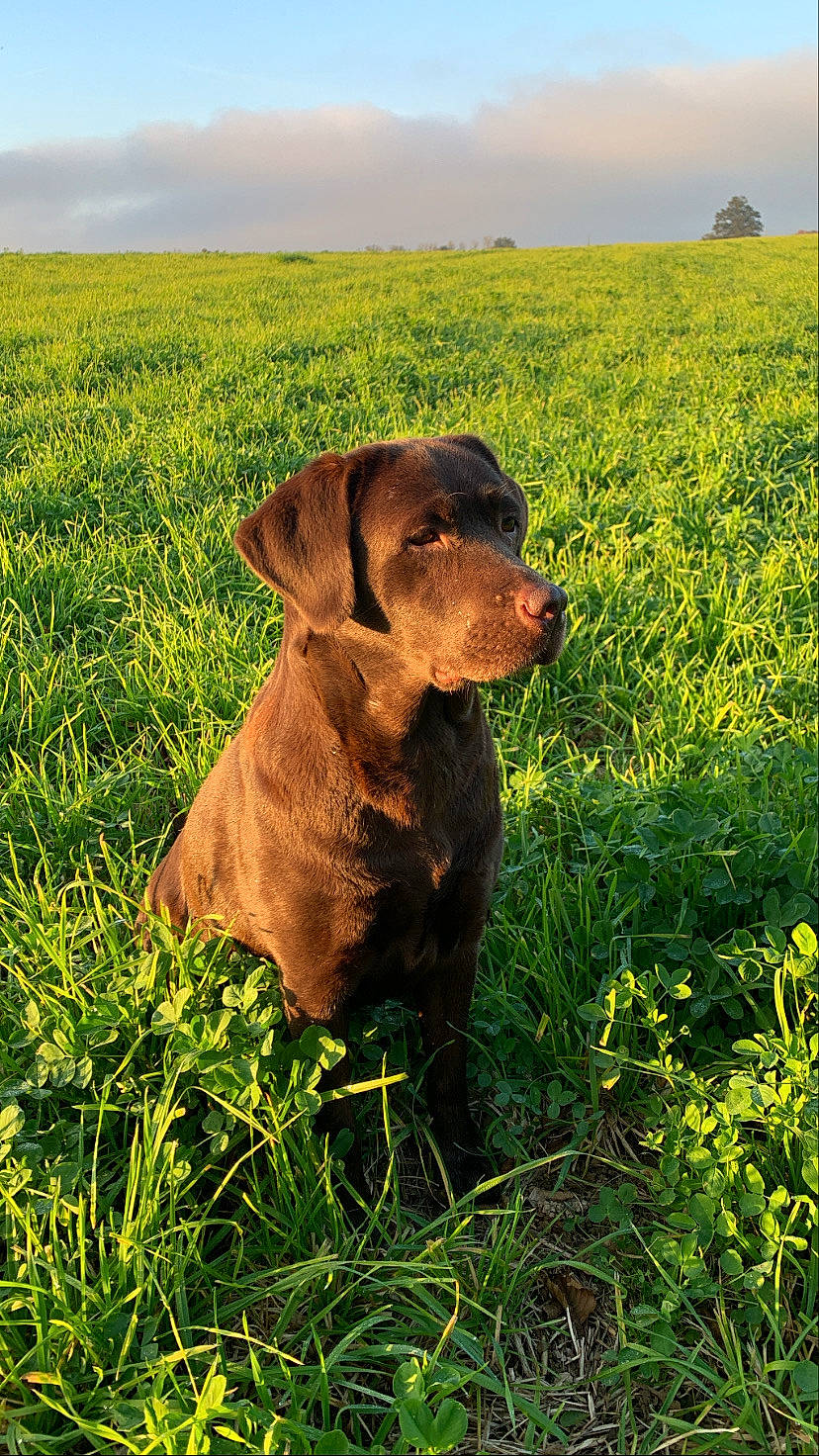 Lili a rejoint le concours — aidez-le/la à gagner de superbes lots ! agriculture, carnivore, cloud, companion_dog, dog, dog_breed, fawn, grass, grassland, green, hat, landscape, liver, meadow, plant, prairie, rural_area, sky, snout, working_animal