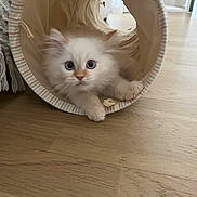 Qamar participe au concours pour gagner de l'argent avec cette photo : animal, blue_eyes, cat, closeup, curious, cute, domestic, fabric_tunnel, feline, fluffy, home, indoor, kitten, paw, pet, playful, soft, white, wooden_floor, young