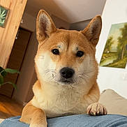 Sakura a rejoint le concours — aidez-le/la à gagner de superbes lots ! animal, architecture, building, canine, clothing, couch, dog, furniture, hardwood, husky, indoors, interiordesign, livingroom, pants, pet, plywood, puppy, room, snout, wood