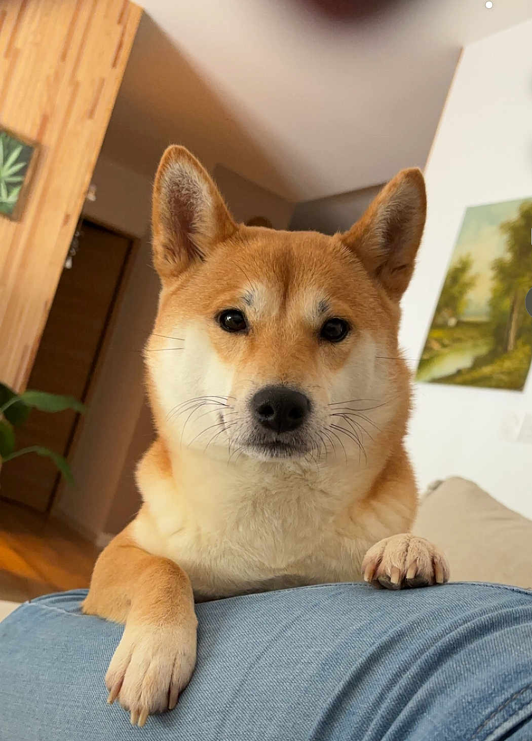 Sakura a rejoint le concours — aidez-le/la à gagner de superbes lots ! animal, architecture, building, canine, clothing, couch, dog, furniture, hardwood, husky, indoors, interiordesign, livingroom, pants, pet, plywood, puppy, room, snout, wood