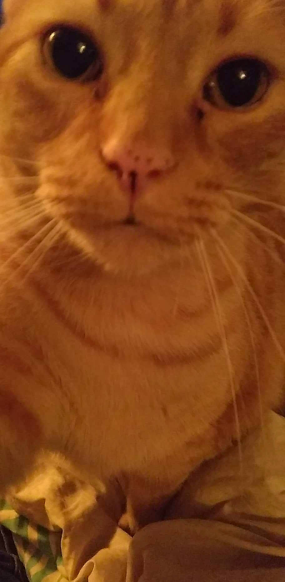 Ivan is registered to the contest to win money with this photo: beard, carnivore, cat, close_up, domestic_short_haired_cat, ear, facial_hair, fawn, felidae, fur, moustache, nose, paw, peach, small_to_medium_sized_cats, snout, tail, terrestrial_animal, whiskers