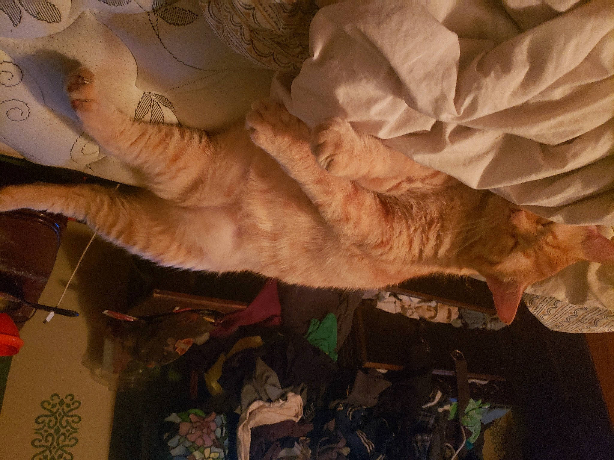 Ivan joined the competition — help win amazing prizes! art, feather, felidae, fun, fur, gesture, room, small_to_medium_sized_cats, tail, tree, whiskers, wing, wood