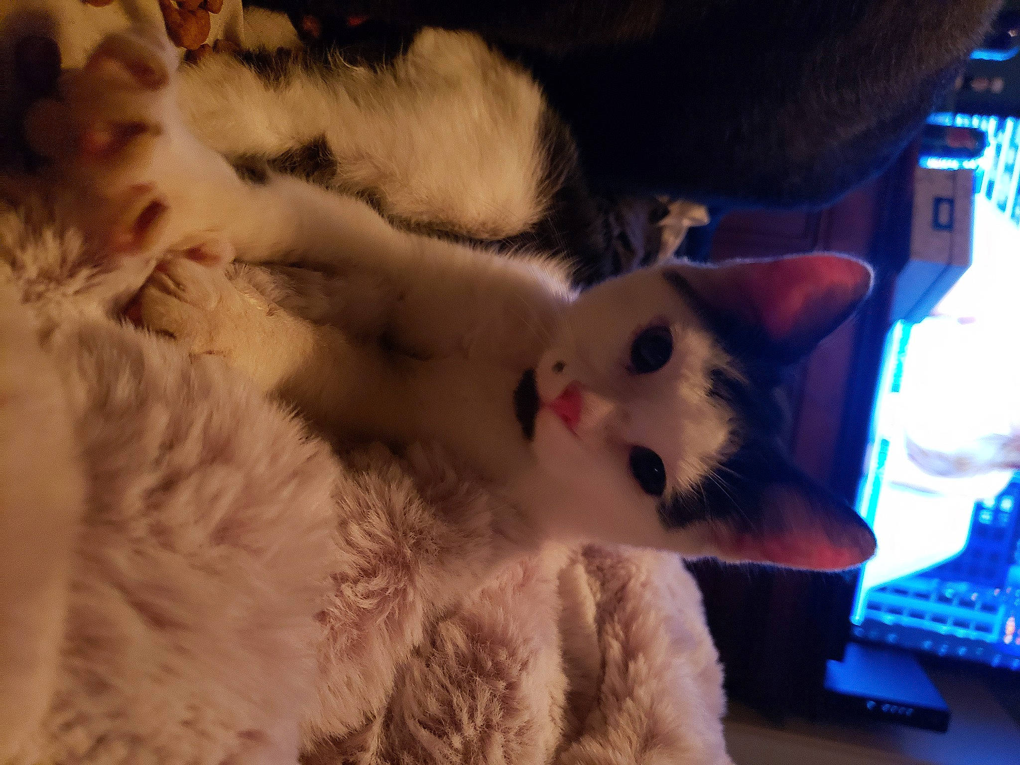 Deniro joined the competition — help win amazing prizes! carnivore, cat, domestic_short_haired_cat, fawn, felidae, fur, paw, small_to_medium_sized_cats, snout, tail, whiskers