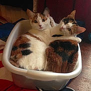 Maisie And Molly joined the competition — help win amazing prizes! animal, calico_cat, cat, close_up, companion, container, cozy, cuddling, curious, cute, ears, eyes, feline, fur, home, indoor, pet, resting, two_animals, whiskers