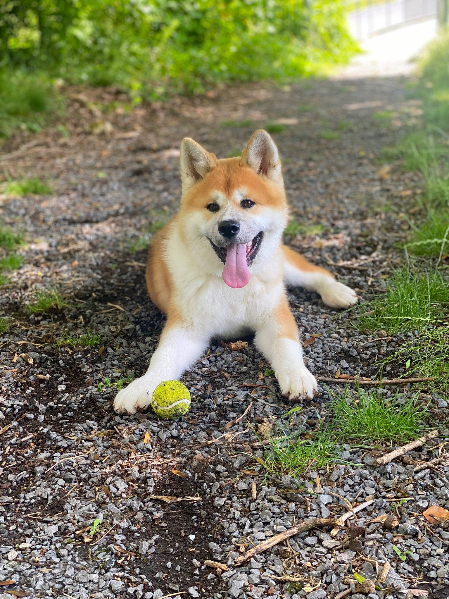 Taïko participe au concours pour gagner de l'argent avec cette photo : adventure, ancient_dog_breeds, canidae, carnivore, companion_dog, dog, dog_breed, dog_supply, fawn, grass, non_sporting_group, plant, snout, soil, sporting_group, tail, tree, wildlife, working_animal, working_dog