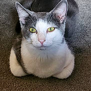 Booger joined the competition — help win amazing prizes! cat, animal, pet, gray, white, carpet, fur, whiskers, ears, eyes, sitting, looking_up, indoor, cute, mammal, domestic, feline, portrait, nose, calm