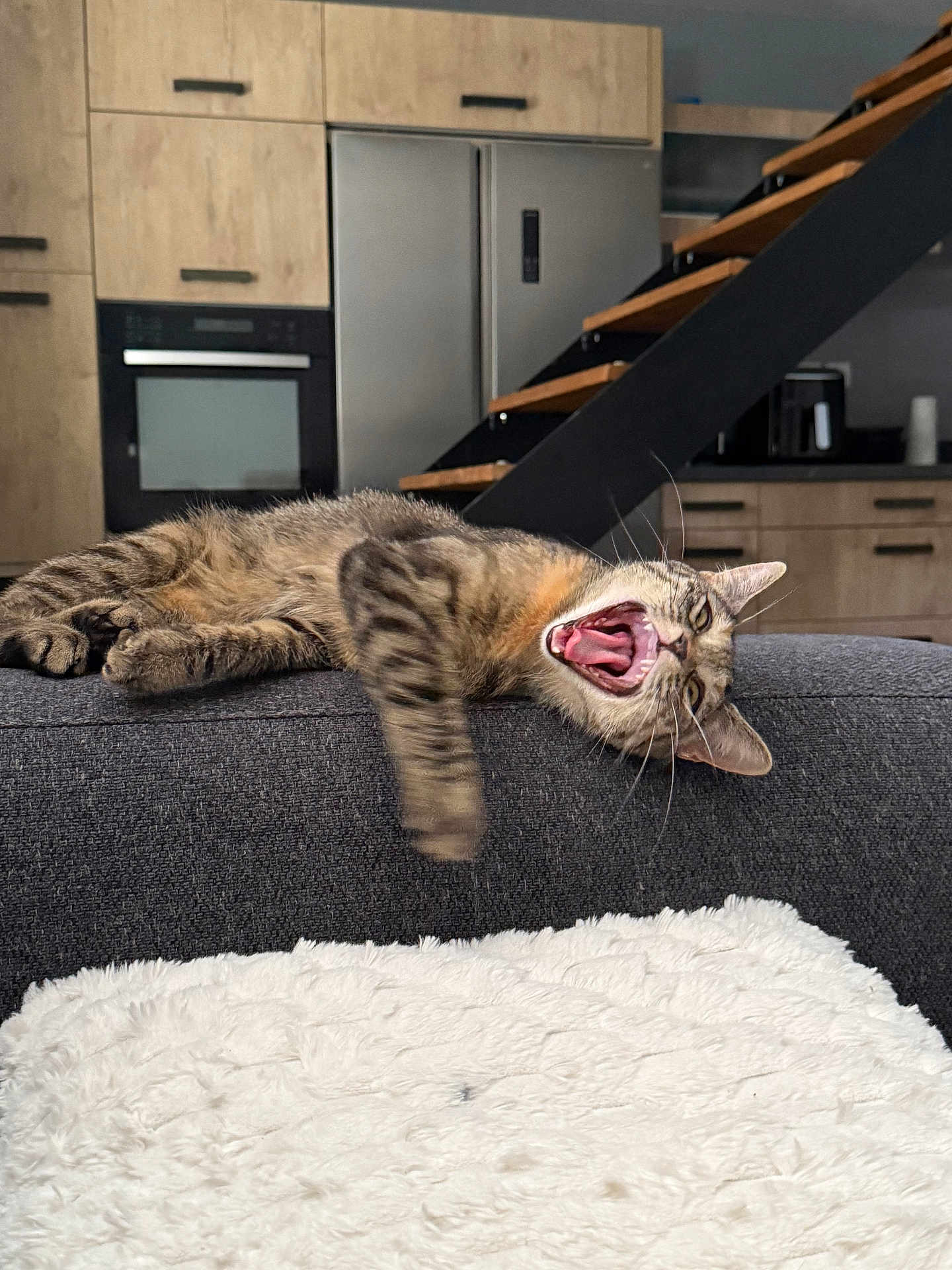 Bibi a rejoint le concours — aidez-le/la à gagner de superbes lots ! cat, tabby, yawning, couch, gray, furniture, indoor, kitchen, appliance, staircase, wood, modern, relaxed, pet, animal, whiskers, fur, mouth_open, paw, home