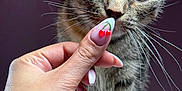 Bibi a rejoint le concours — aidez-le/la à gagner de superbes lots ! cat, tabby, hand, nail_art, cherry_nail_design, whiskers, green_eyes, close_up, curious, pet, indoor, feline, animal, person_hand, sharp_focus, blurred_background, domestic_cat, mammal, cute, portrait