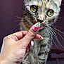 cat, tabby, hand, nail_art, cherry_nail_design, whiskers, green_eyes, close_up, curious, pet, indoor, feline, animal, person_hand, sharp_focus, blurred_background, domestic_cat, mammal, cute, portrait