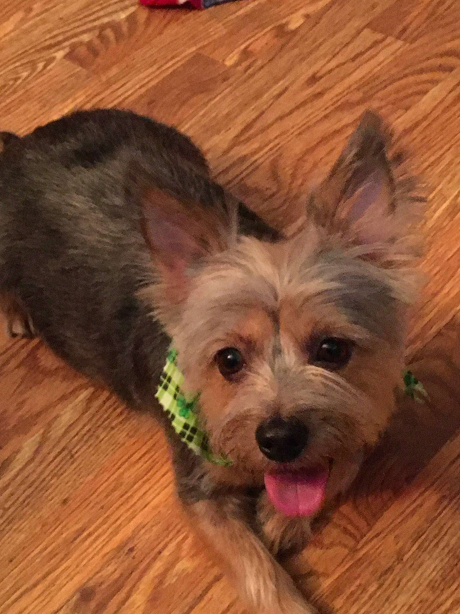 Reagan is registered to the contest to win money with this photo: australian_silky_terrier, australian_terrier, biewer_terrier, cairn_terrier, canidae, carnivore, companion_dog, dog, dog_breed, glen_of_imaal_terrier, mammal, morkie, norwich_terrier, puppy, skin, small_terrier, snout, terrier, vertebrate, yorkshire_terrier