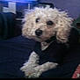 dog, small_dog, curly_hair, pet, indoor, dark_clothing, sitting, fuzzy, blurry, canine, fur, companion, animal, cute, domestic_animal, resting, indoor_lighting, soft_focus, portrait, house_pet