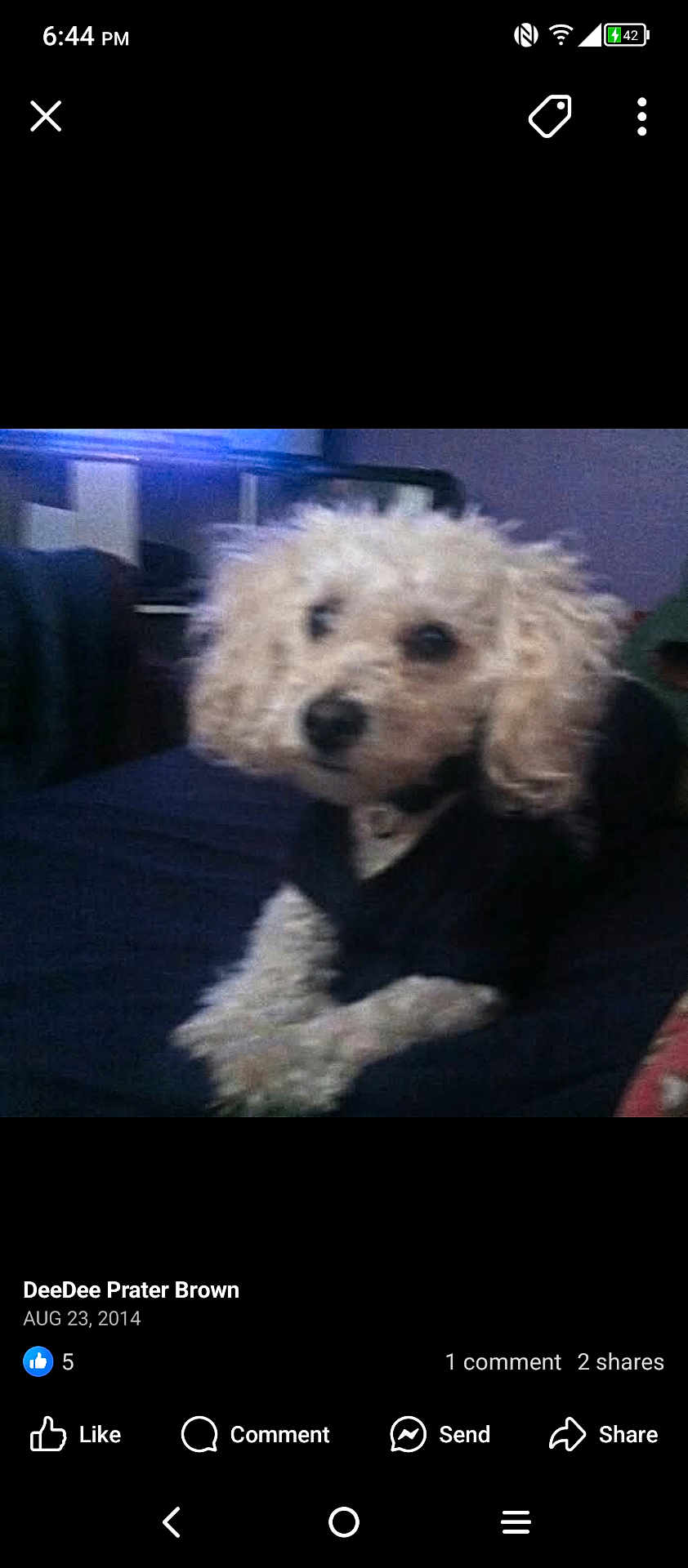 Hiro is registered to the contest to win money with this photo: dog, small_dog, curly_hair, pet, indoor, dark_clothing, sitting, fuzzy, blurry, canine, fur, companion, animal, cute, domestic_animal, resting, indoor_lighting, soft_focus, portrait, house_pet