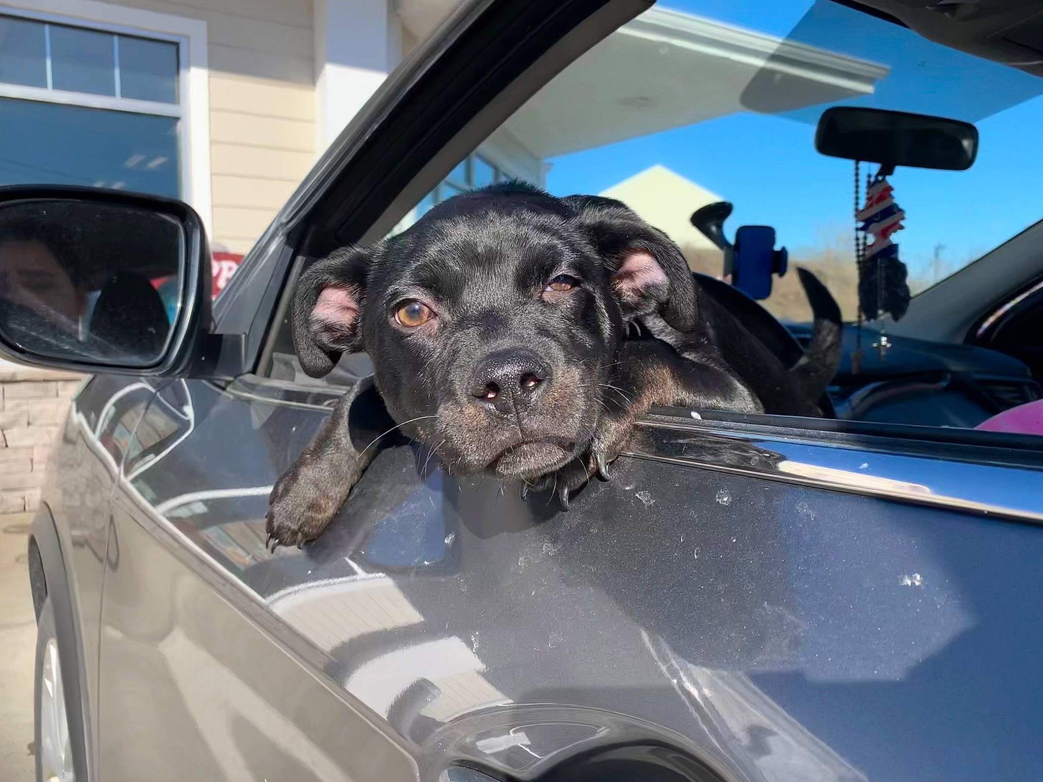 Journey joined the competition — help win amazing prizes! automotive_design, automotive_exterior, automotive_lighting, automotive_mirror, automotive_tire, car, carnivore, companion_dog, dog, dog_breed, hood, motor_vehicle, personal_luxury_car, rear_view_mirror, sky, steering_wheel, vehicle, vehicle_door, window, windscreen_wiper