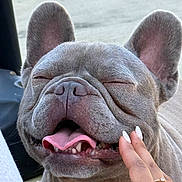 Kiko joined the competition — help win amazing prizes! dog, french_bulldog, pet, tongue_out, smiling, happy, close_up, face, ears, hand, nails, ring, outdoor, affection, cute, animal, mammal, companion, friendly, playful