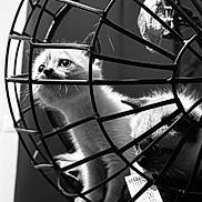 Neva participe au concours pour gagner de l'argent avec cette photo : animal, black_and_white, cage, cat, close_up, curious, domestic, eyes, feline, fur, indoor, kitten, metal, pattern, pets, playful, portrait, whiskers, wire_basket, young