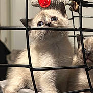 Neva participe au concours pour gagner de l'argent avec cette photo : kitten, cat, siamese, blue_eyes, curious, wire_mesh, pet, animal, feline, cute, indoor, closeup, young, fur, whiskers, playful, cage, looking_up, two_animals, cozy