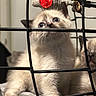 kitten, cat, siamese, blue_eyes, curious, wire_mesh, pet, animal, feline, cute, indoor, closeup, young, fur, whiskers, playful, cage, looking_up, two_animals, cozy