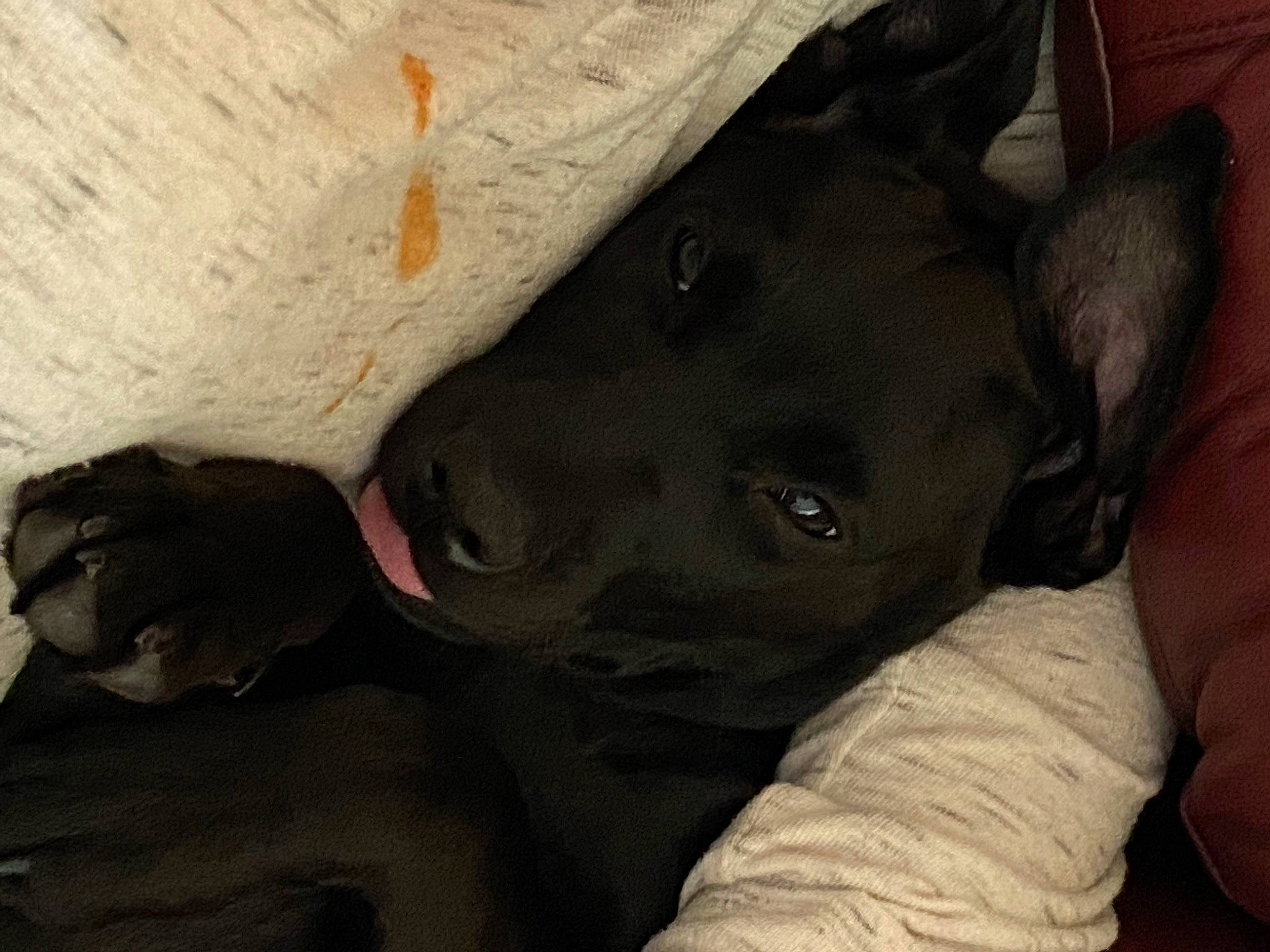 Nala is registered to the contest to win money with this photo: borador, canidae, carnivore, comfort, companion_dog, dog, dog_breed, ear, fawn, non_sporting_group, sporting_group, terrestrial_animal, working_animal