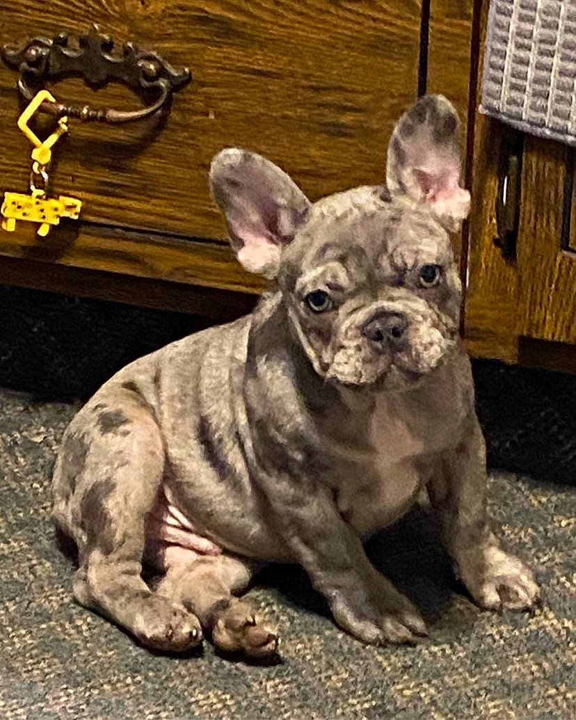 Thor is registered to the contest to win money with this photo: ancient_dog_breeds, bulldog, canidae, carnivore, companion_dog, dog, dog_breed, dog_collar, fawn, fur, molosser, non_sporting_group, snout, sporting_group, terrestrial_animal, toy_dog, whiskers, wood, working_animal, wrinkle