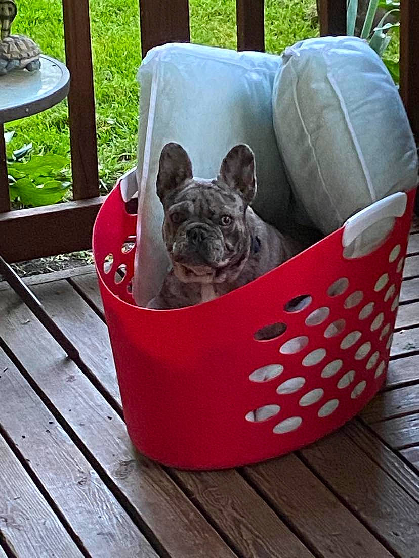 Thor is registered to the contest to win money with this photo: bulldog, canidae, carnivore, collar, companion_dog, dog, dog_breed, dog_collar, fashion_accessory, fawn, grass, party_hat, pet_supply, plant, snout, sporting_group, terrestrial_animal, toy_dog, wood, working_animal