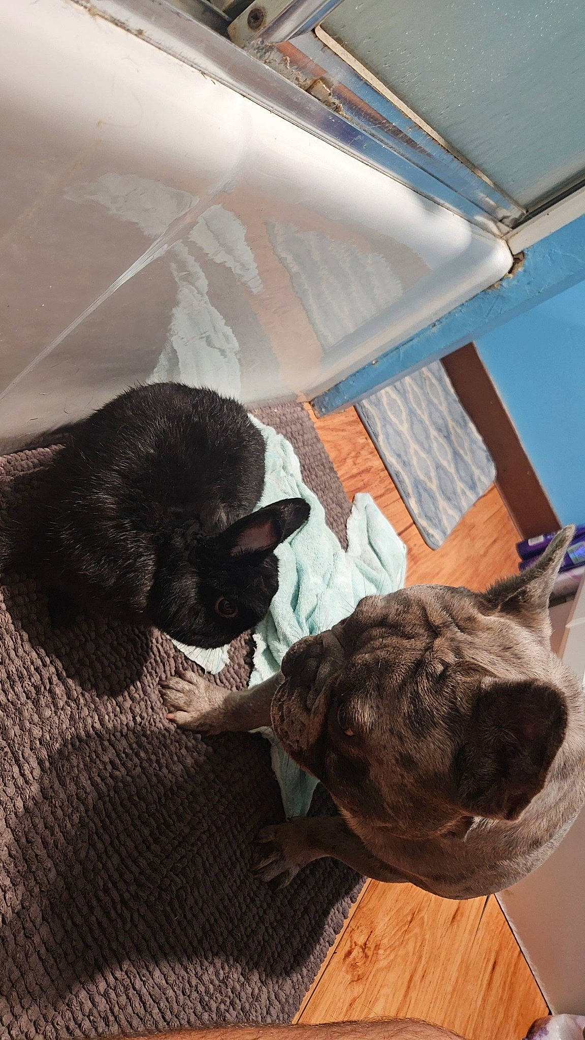 Thor is registered to the contest to win money with this photo: canidae, carnivore, comfort, companion_dog, dog, dog_breed, ear, fawn, fur, liver, non_sporting_group, snout, sporting_group, tail, terrestrial_animal, tints_and_shades, window, windshield, working_animal, wrinkle