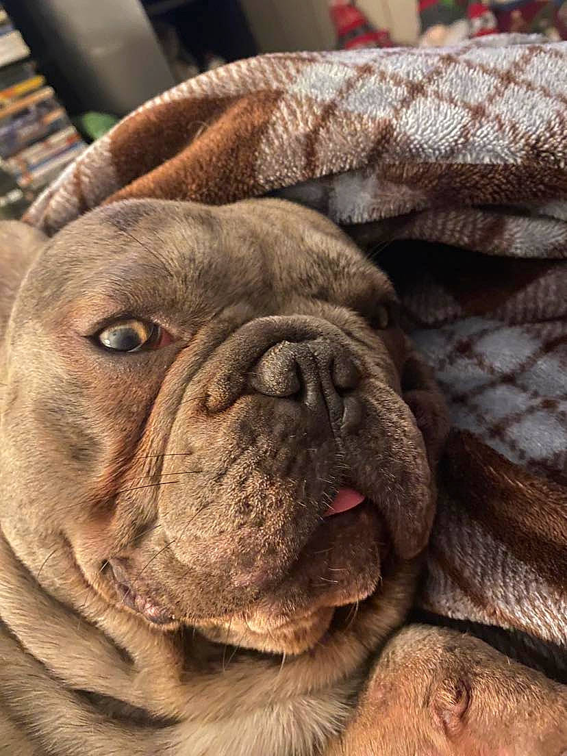 Thor joined the competition — help win amazing prizes! bored, bulldog, carnivore, close_up, companion_dog, dog, dog_breed, dog_collar, ear, fawn, fur, liver, molosser, snout, sporting_group, terrestrial_animal, toy_dog, whiskers, working_animal, wrinkle