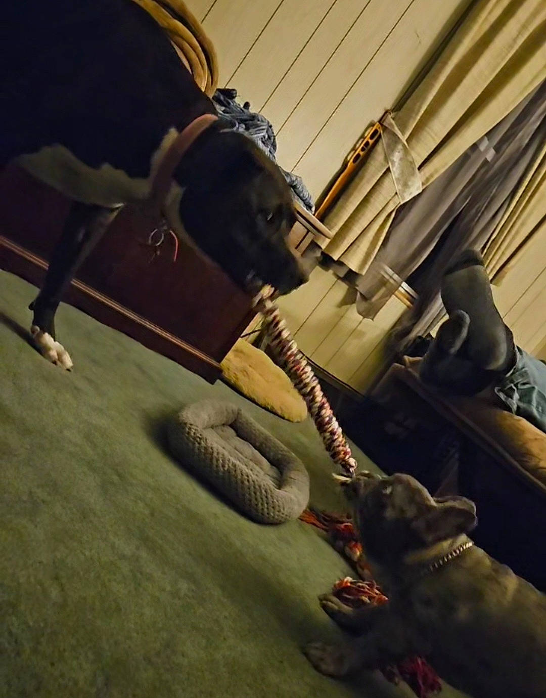 Thor is registered to the contest to win money with this photo: auto_part, automotive_design, automotive_tire, automotive_wheel_system, bag, baggage, carnivore, dog, fashion_accessory, flooring, leash, machine, metal, motor_vehicle, personal_protective_equipment, shadow, tints_and_shades, tire, wood, working_animal