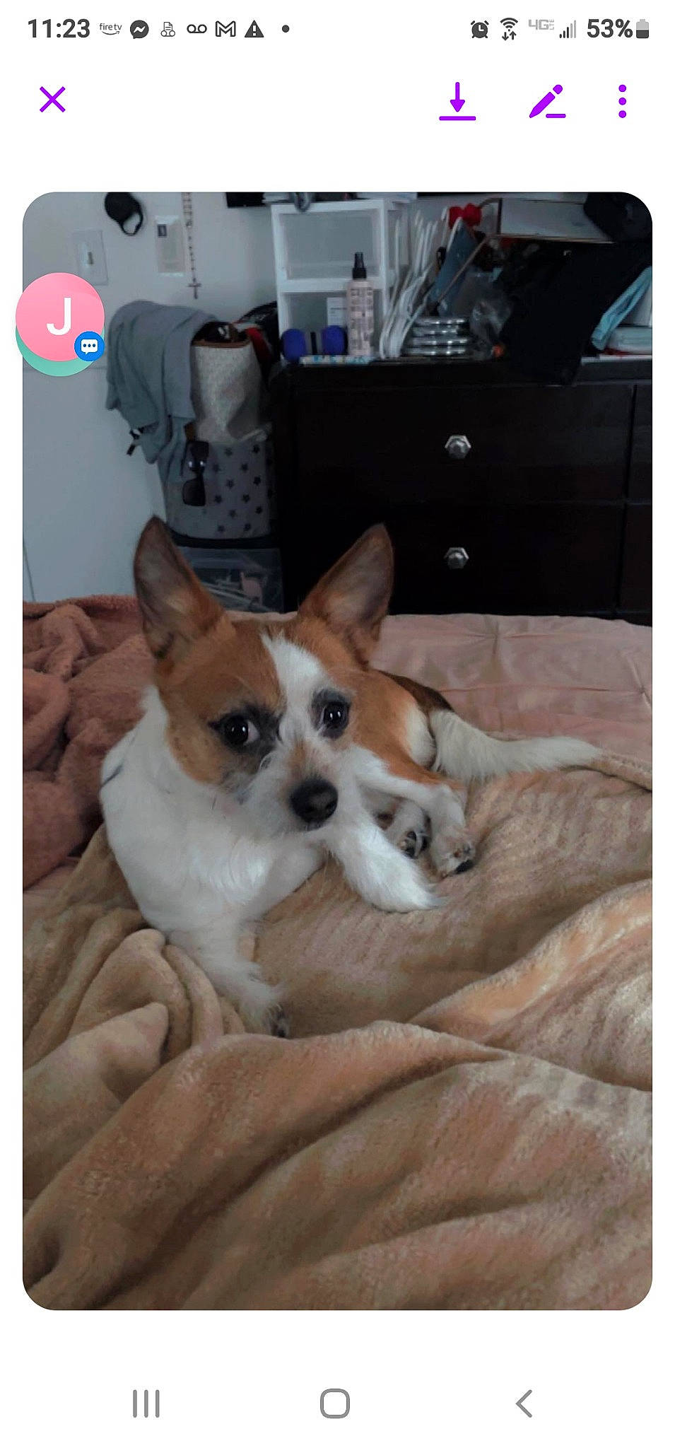 Brownie is registered to the contest to win money with this photo: box, carnivore, chair, comfort, companion_dog, dog, dog_breed, dog_supply, door, fur, paper_towel, paw, plastic_bag, room, sporting_group, terrestrial_animal, toy_dog, welsh_corgi, whiskers, wood