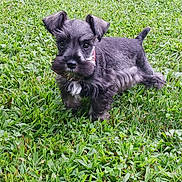 Simon is registered to the contest to win money with this photo: puppy, dog, grass, outdoor, pet, animal, cute, fur, young, black, gray, ears, collar, nature, green, alert, small, playful, canine, adorable