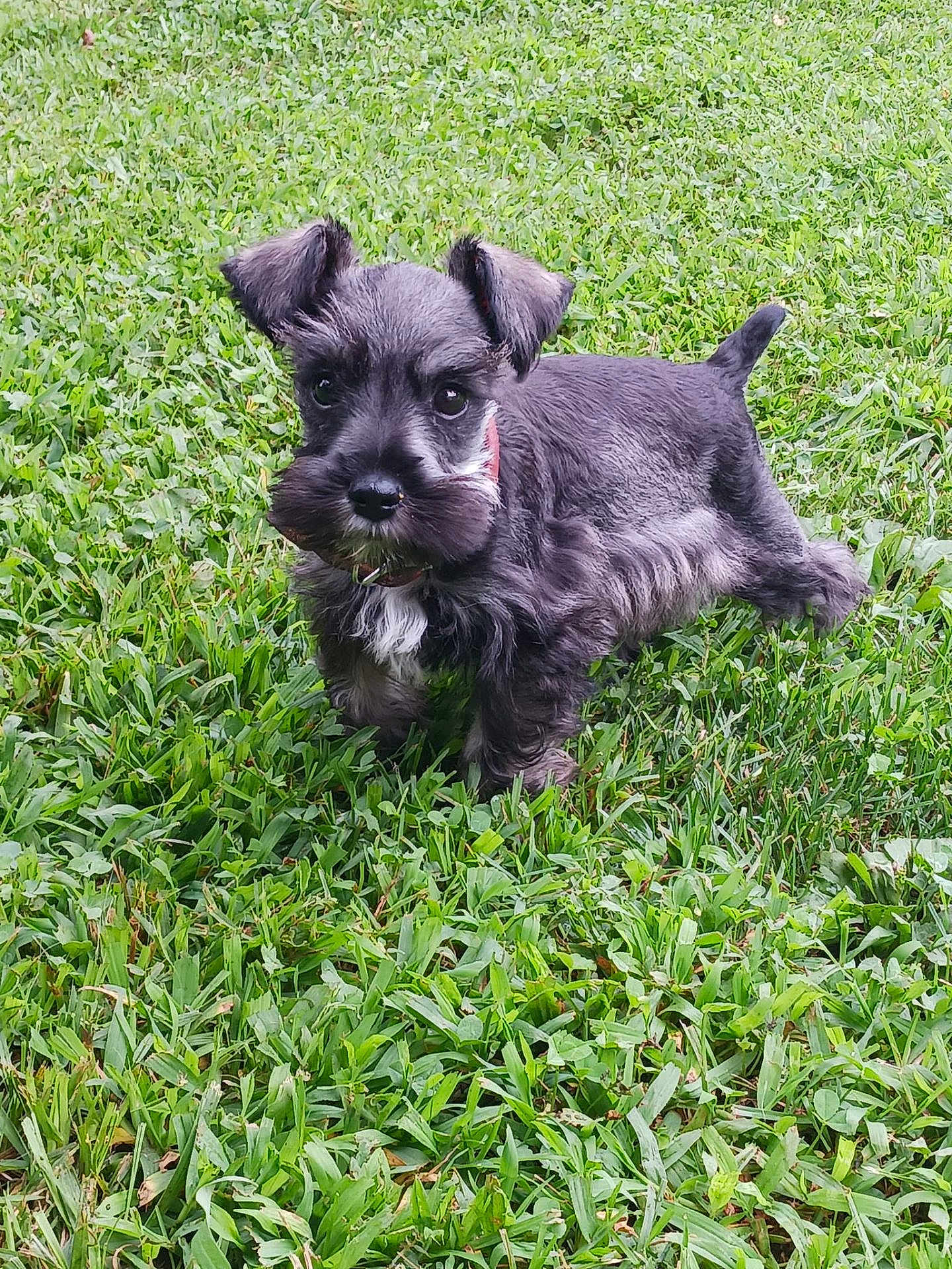 Simon is registered to the contest to win money with this photo: puppy, dog, grass, outdoor, pet, animal, cute, fur, young, black, gray, ears, collar, nature, green, alert, small, playful, canine, adorable