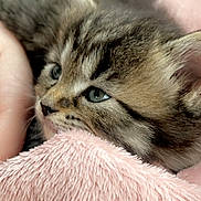 Lola Mae is registered to the contest to win money with this photo: abyssinian, animal, blanket, cat, kitten, manx, person, pet, quilt, siamese, sleeping
