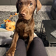 Teddy joined the competition — help win amazing prizes! puppy, dog, chocolate_labrador, pet, indoor, living_room, carpet, toy, plush_toy, legs, sitting, looking_up, brown_fur, cute, young, animal, companion, home, cozy, friendly