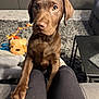 puppy, dog, chocolate_labrador, pet, indoor, living_room, carpet, toy, plush_toy, legs, sitting, looking_up, brown_fur, cute, young, animal, companion, home, cozy, friendly
