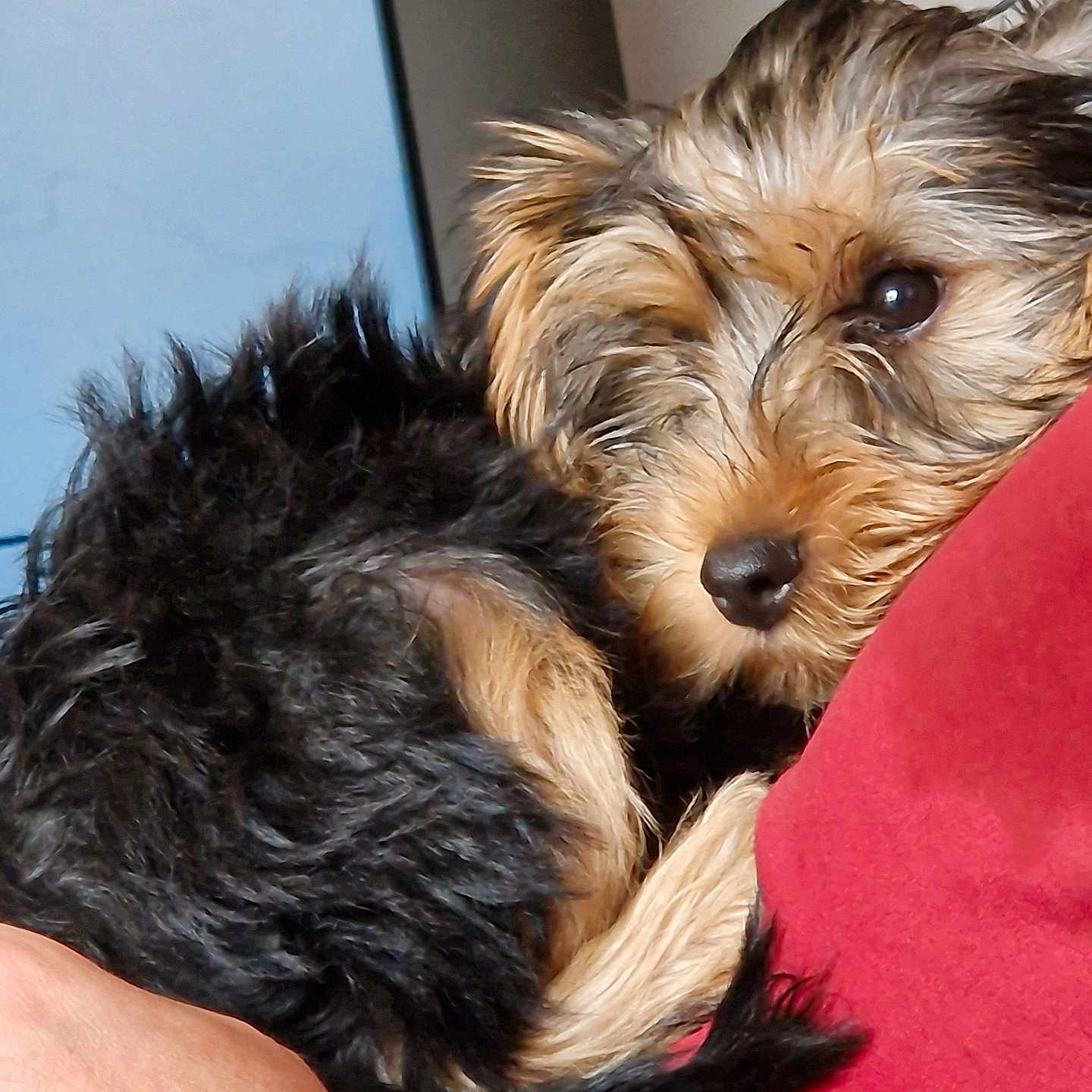 Tazuro a rejoint le concours — aidez-le/la à gagner de superbes lots ! affenpinscher, airedale, animal, canine, cockerspaniel, couch, dog, furniture, hound, person, pet, poodle, puppy, sleeping, terrier