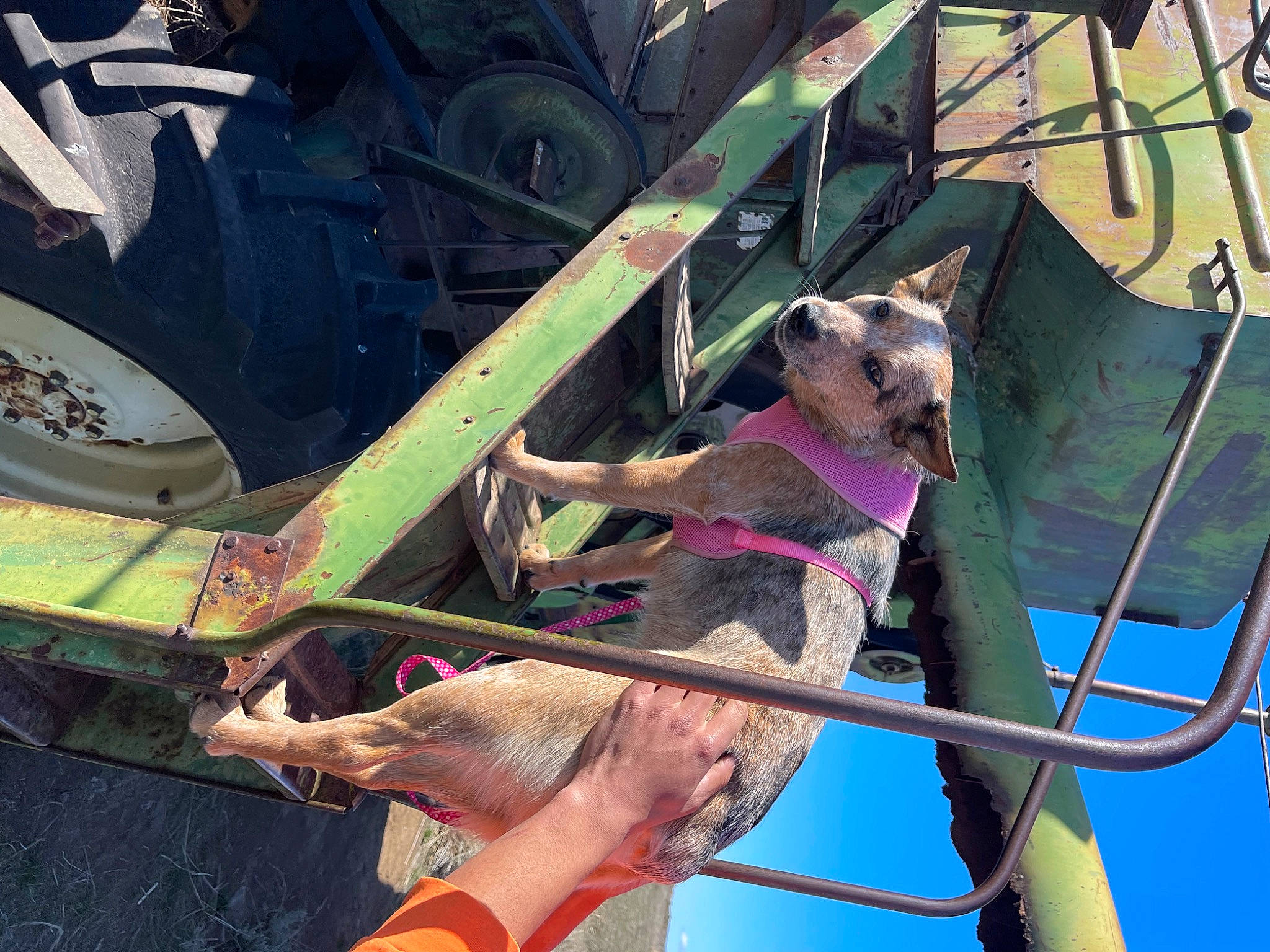 Truly joined the competition — help win amazing prizes! adventure, automotive_exterior, automotive_tire, bumper, companion_dog, dog, dog_breed, elbow, fun, hat, human_leg, leisure, magenta, metal, public_event, recreation, rope, tree, vehicle_door, wheel