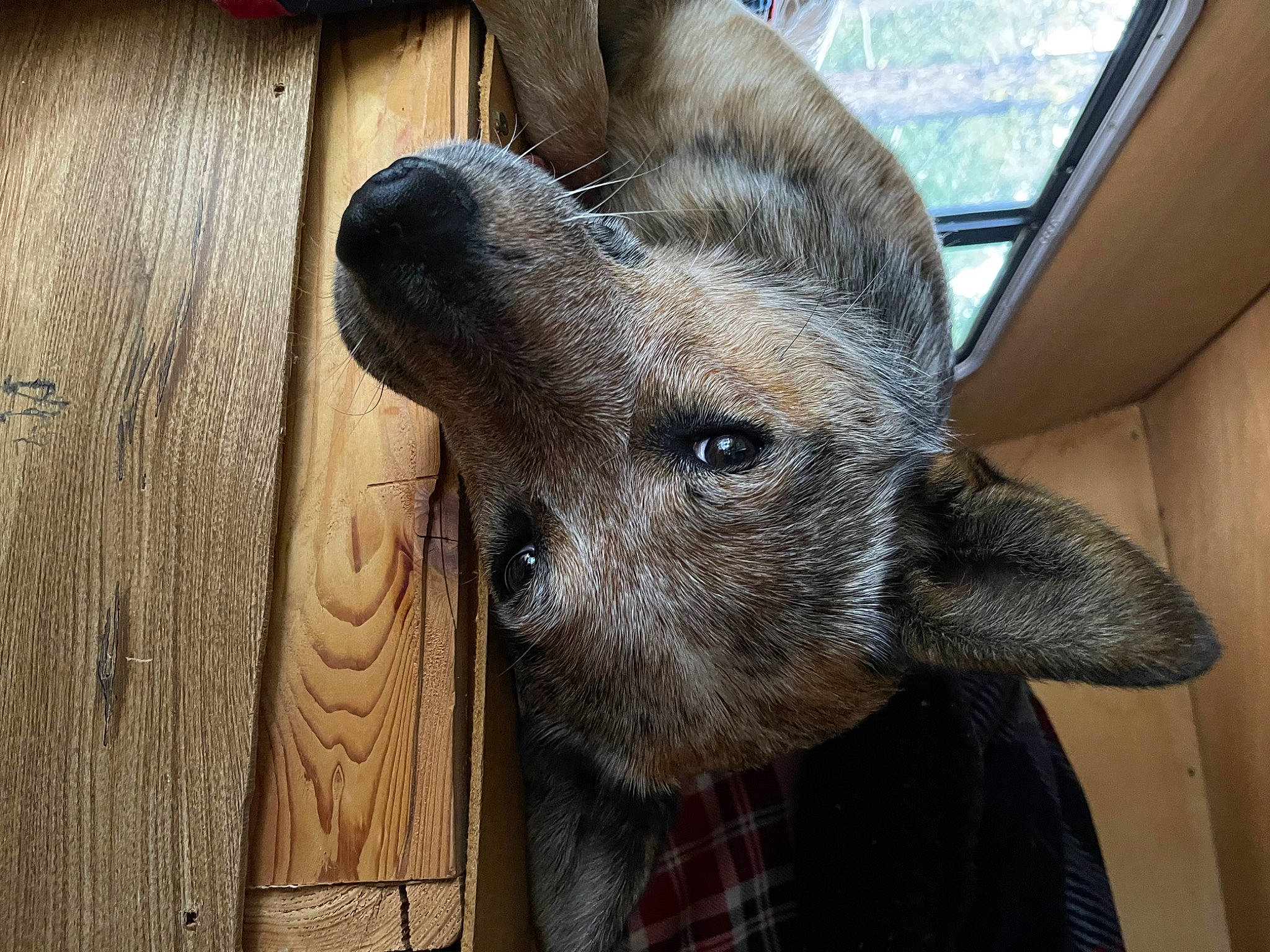 Truly is registered to the contest to win money with this photo: canidae, carnivore, dog_breed, ear, fawn, fur, goat_antelope, hardwood, livestock, pattern, plaid, plank, sporting_group, tartan, terrestrial_animal, whiskers, wildlife, window, wood, working_animal