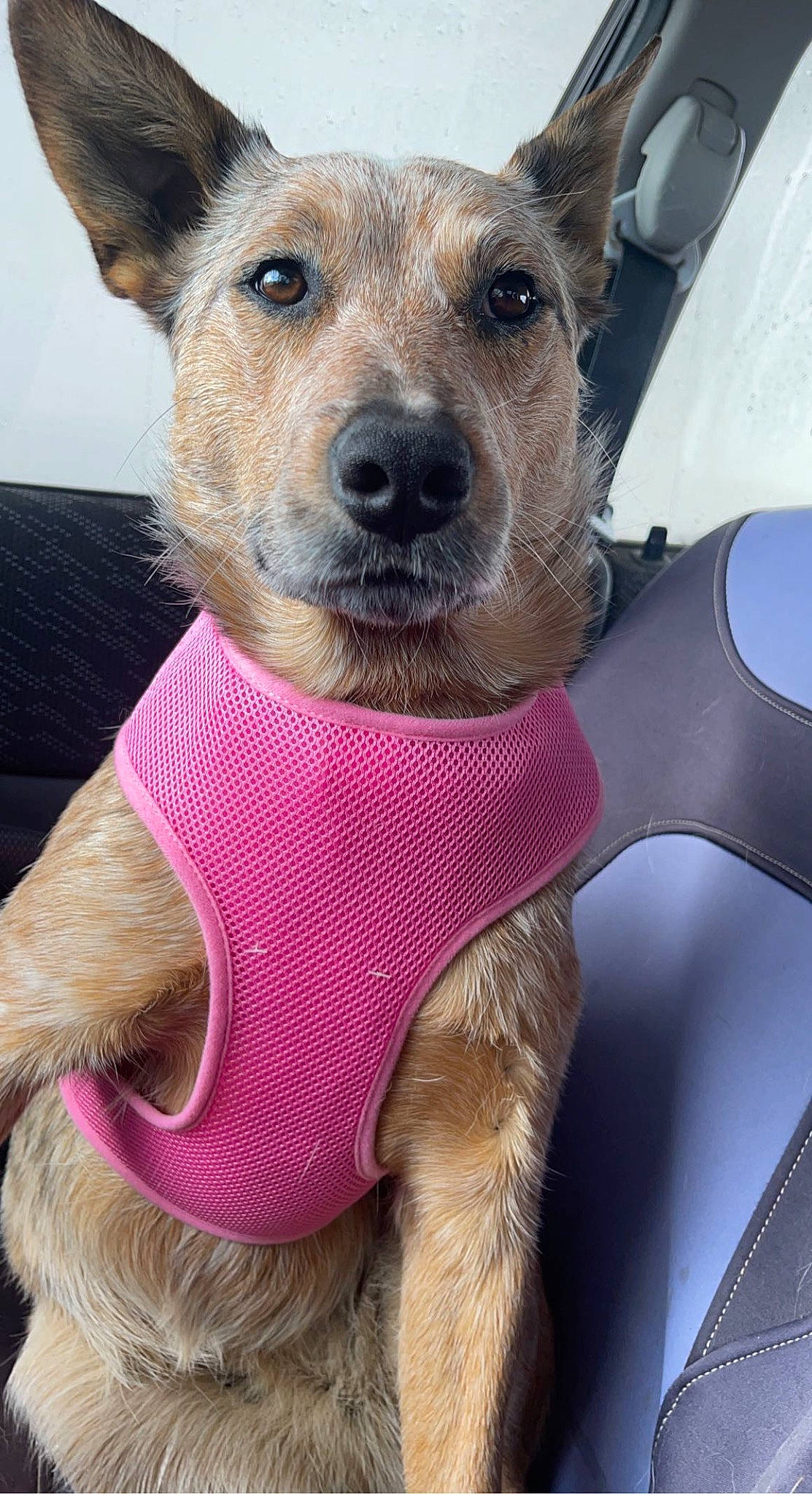 Truly is registered to the contest to win money with this photo: canidae, carnivore, collar, companion_dog, dog, dog_breed, dog_clothes, dog_collar, dog_supply, fawn, fur, pattern, snout, sporting_group, vehicle, whiskers, window, windshield, working_animal, working_dog