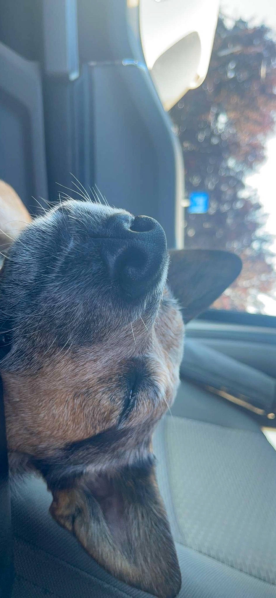 Truly joined the competition — help win amazing prizes! canidae, carnivore, claw, comfort, companion_dog, dog_breed, electric_blue, felidae, fur, paw, small_to_medium_sized_cats, sporting_group, tail, terrestrial_animal, vehicle, whiskers, wildlife, window, windshield