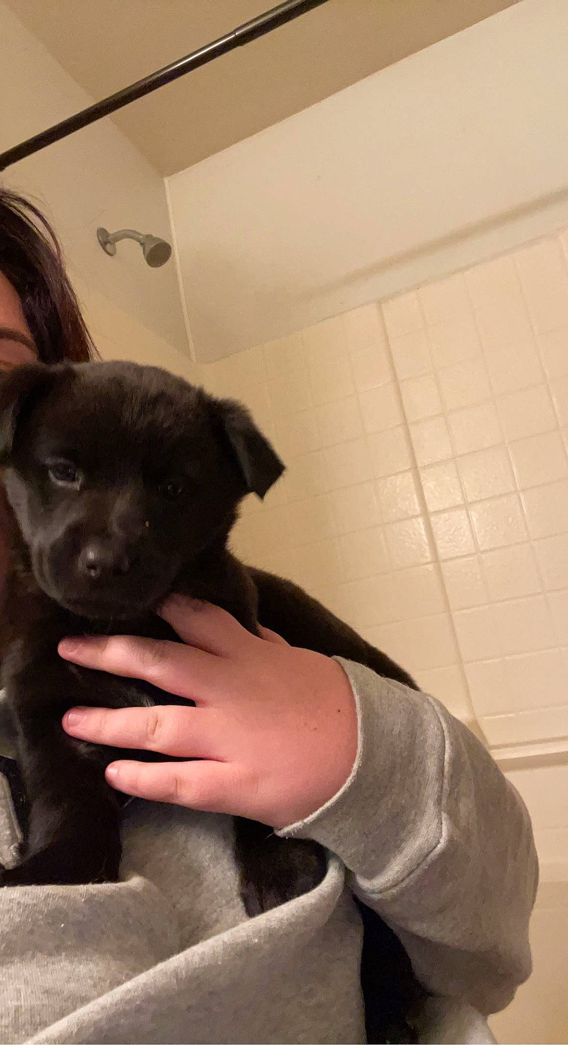 River joined the competition — help win amazing prizes! canidae, carnivore, companion_dog, dog, dog_breed, fawn, felidae, fur, gesture, liver, nail, non_sporting_group, sleeve, small_to_medium_sized_cats, snout, sporting_group, terrestrial_animal, toy_dog, whiskers, working_animal