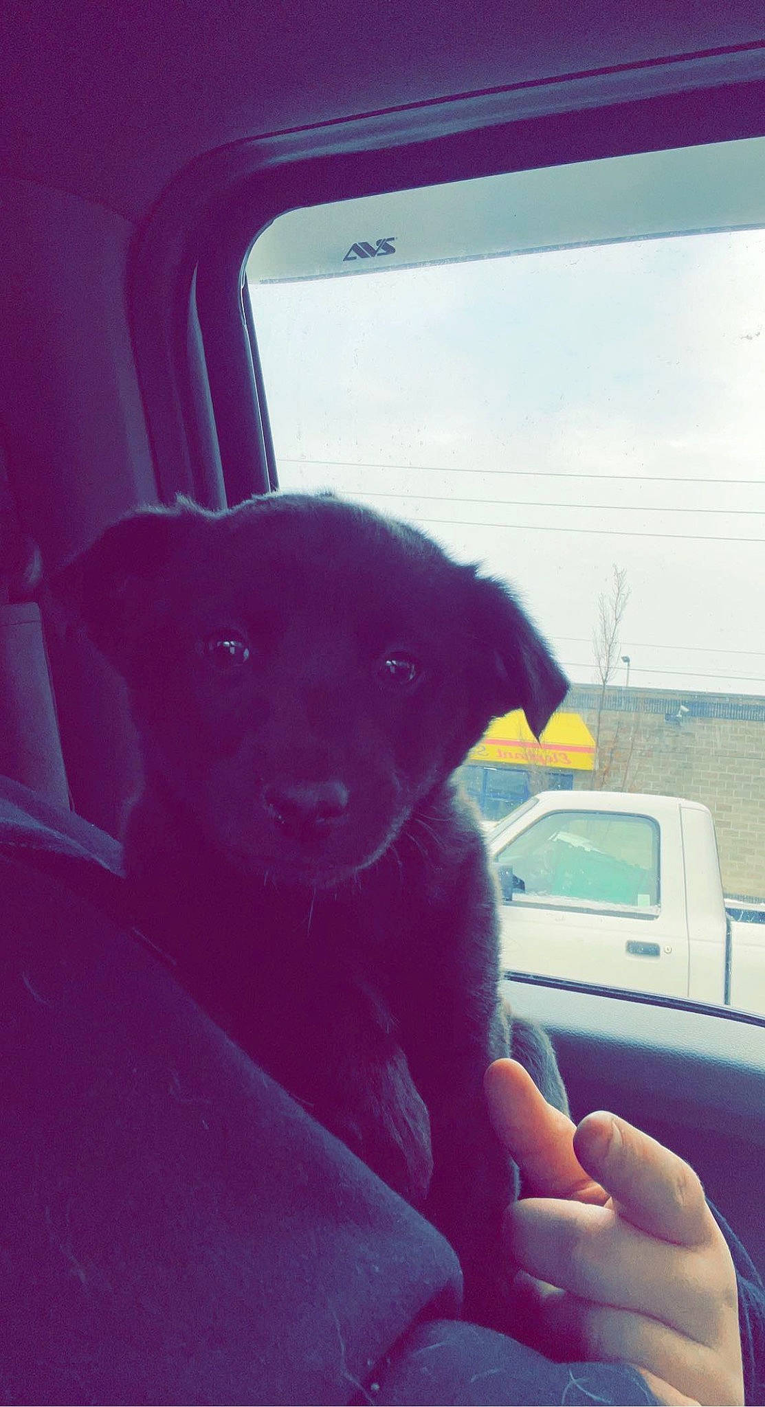 River joined the competition — help win amazing prizes! automotive_exterior, automotive_lighting, automotive_mirror, car, carnivore, cloud, companion_dog, dog, dog_breed, family_car, fawn, motor_vehicle, sky, snout, steering_wheel, tints_and_shades, vehicle, vehicle_door, window, windshield